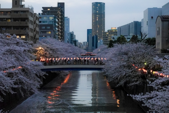 目黒区目黒川の桜と周辺の景色イメージ写真