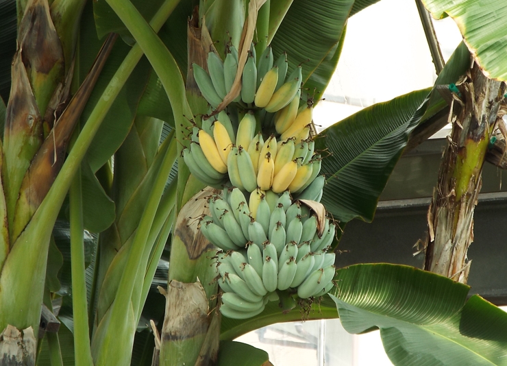 熱川バナナワニ園のバナナ